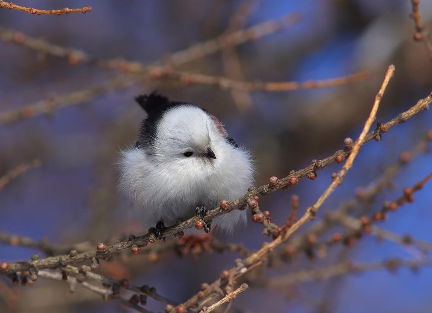 Schwanzmeise Cute News Tier der Woche