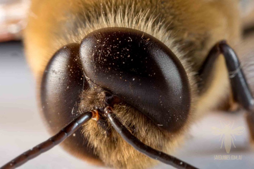 Facettenaugen Honigbiene, Drohne
https://saveourbees.com.au/portfolio-items/study-macro-drone-honey-bee/#iLightbox[gallery_image_1]/3