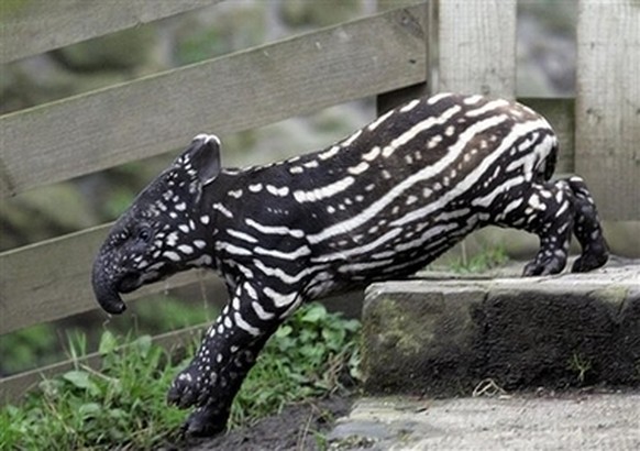 Baby-Tapir, Tape
Cute News
http://imgur.com/gallery/wJdSY
