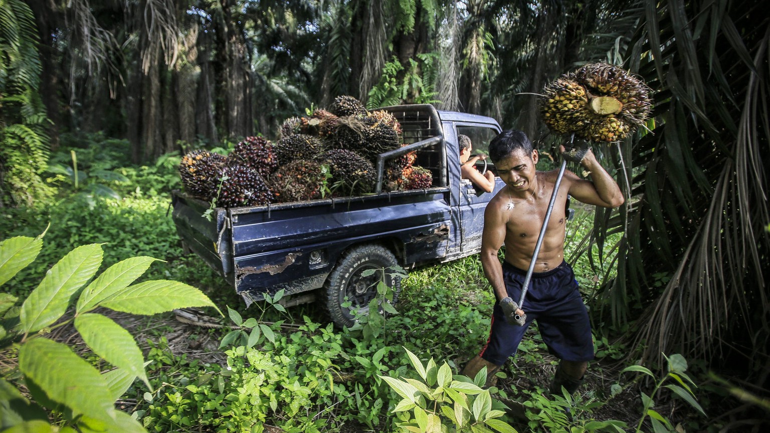 ARCHIV  ZUM NEUEN WASCHMITTEL OHNE PALMOEL DER FIRMA GOOD SOAPS AM DIENSTAG, 19. JUNI 2018, STELLEN WIR IHNEN FOLGENDES BILDMATERIAL ZUR VERFUEGUNG -- (08/42) An Indonesian worker harvests palm fruit ...