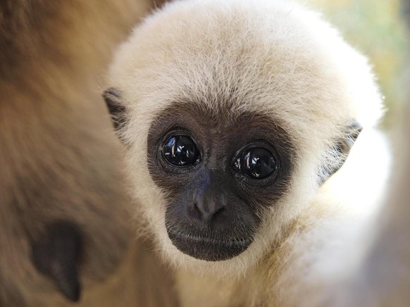 Gibbon