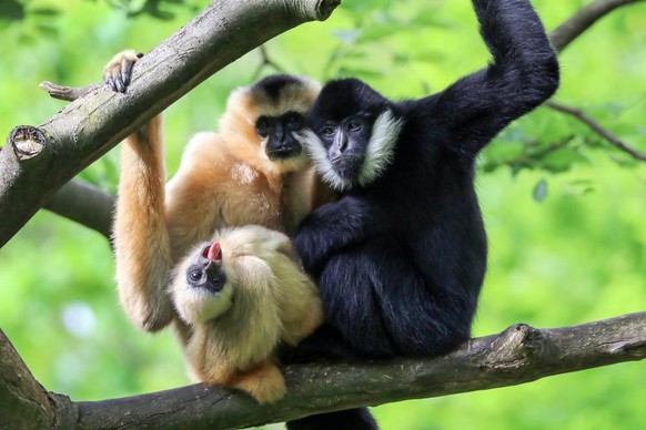 Beim Gelbwangen-Schopfgibbon sind die Weibchen und Jungtiere komplett hellgelb, während bei den Männchen nur die Wangen hellgelb sind.