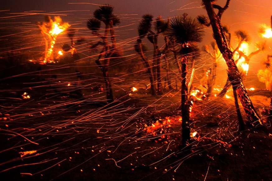 USA WALDBRAND KALIFORNIEN
The wind whips embers from the Joshua trees burning in the Bobcat Fire in Juniper Hills, Calif., Friday, Sept. 18, 2020. (AP Photo/Ringo H.W. Chiu)