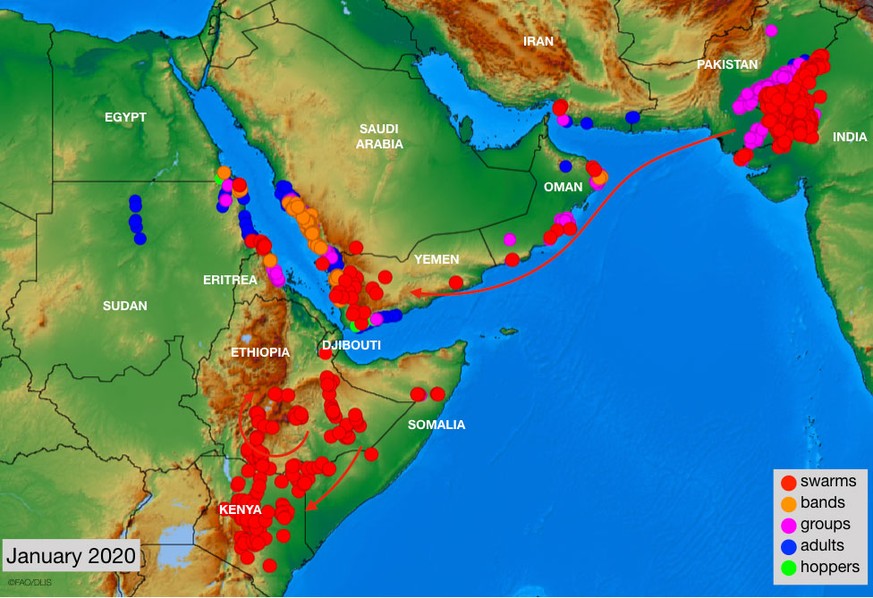 Die Karte der FAO zeigt die Verbreitung der Heuschrecken.
