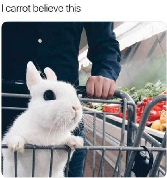 Häschen
Cute News
https://me.me/i/l-carrot-believe-this-follow-petroom-for-more-animal-memes-21032450