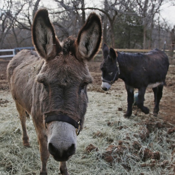 In this Wednesday, Dec. 11, 2019 photo, a bonded pair of donkeys are pictured at Nexus Equine in Edmond, Okla. In partnership with a pilot program run by the American Society for the Prevention of Cru ...