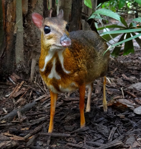 Hirschferkel.
Cute News
https://commons.wikimedia.org/wiki/File:Mouse-deer_Singapore_Zoo_2012.JPG