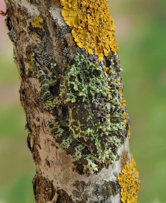 Vietnamesischer Moosfrosch (Theloderma corticale) im Tierporträt der Woche bei den Cute News auf watson.ch