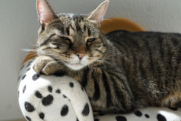 Entspannte Katze liegt auf Sofa
https://pixabay.com/en/cat-tiger-sofa-dalmatians-dog-2525346/
