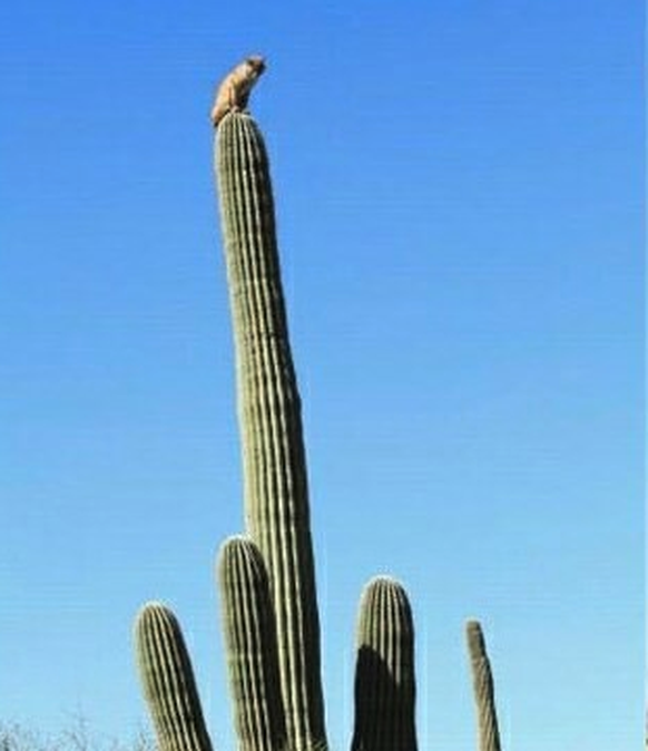 Luchs auf einem Kaktus
Cute News
https://imgur.com/gallery/eb7Rs