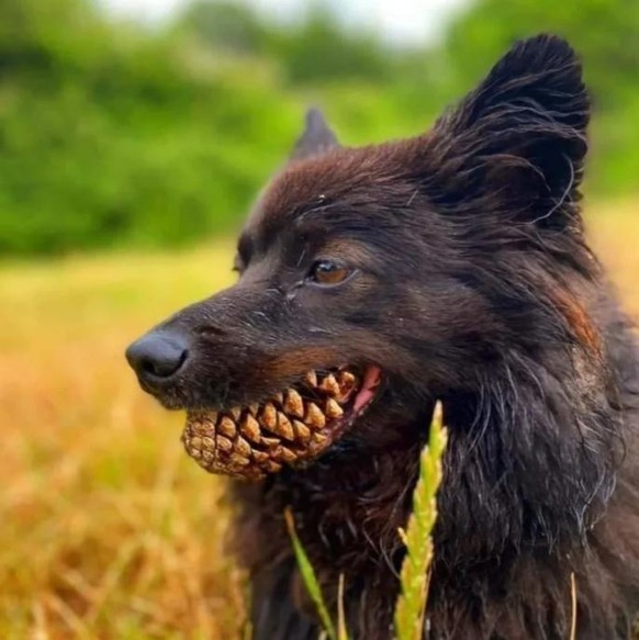 Hund lächelt mit Tannenzapfen im Mund.