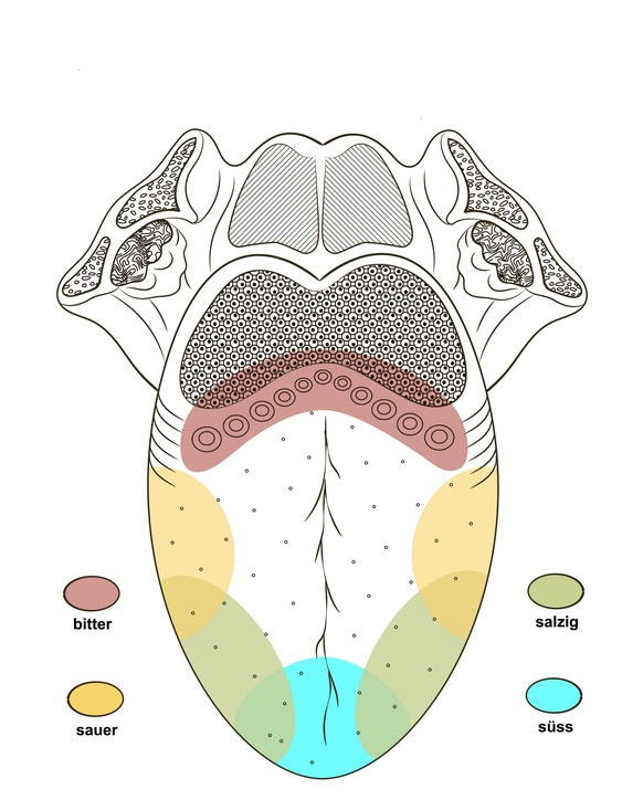 Angebliche Geschmackszonen auf der Zunge