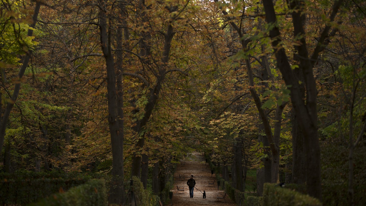 A man strolls with a dog along a path at the Retiro park during an autumn evening in Madrid, Wednesday, Nov. 8, 2017. (AP Photo/Francisco Seco)