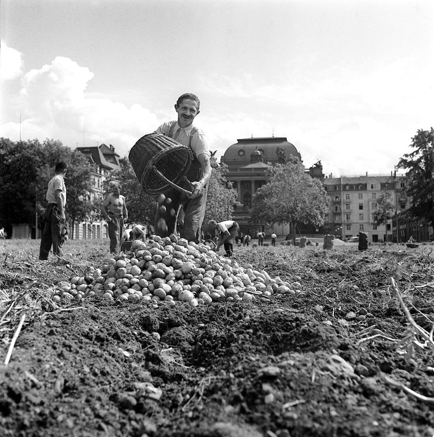 Men harvest potatoes on the square in front of the Zurich Opera House during the &quot;Anbauschlacht&quot;, the Swiss war-time farming approach, pictured in Zurich, Switzerland, in 1942. (KEYSTONE/PHO ...