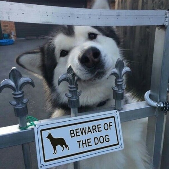 Vorsicht vor dem Hunde
Cute News
https://imgur.com/t/aww/X0wUj