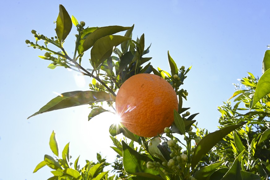 epa08728370 An orange hangs on a tree at a farm near Leeton, New South Wales, Australia, 01 October 2020 (issued 08 October 2020). Australia&#039;s fruit and vegetable farmers are short 26,000 workers ...