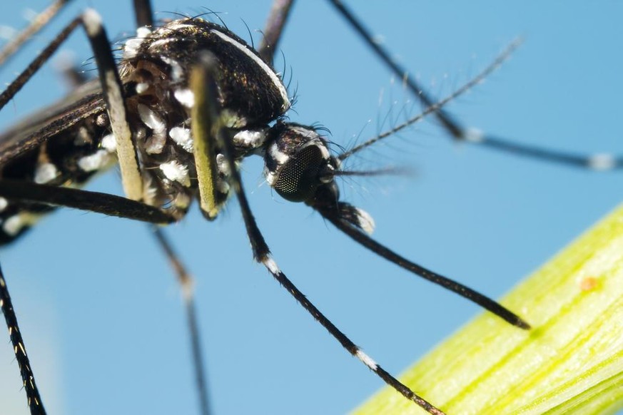 Asiatische Tigermücke, Aedes albopictus, Nahaufnahme