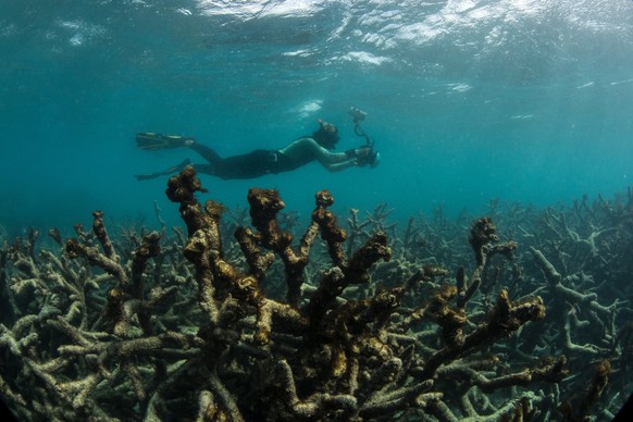 In this May 2016 photo released by The Ocean Agency/XL Catlin Seaview Survey, an underwater photographer documents an expanse of dead coral at Lizard Island on Australia&#039;s Great Barrier Reef. Cor ...