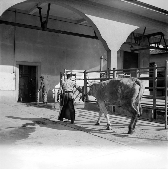 A cow is taken to the slaughterhouse in Bern around 1940. (KEYSTONE/PHOTOPRESS-ARCHIV/Walter Studer)

Eine Kuh wird in das Schlachthaus Bern gefuehrt um 1940. (KEYSTONE/PHOTOPRESS-ARCHIV/Walter Studer ...