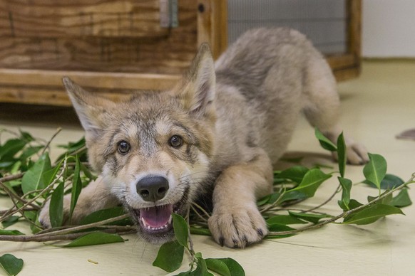 In this Monday, June 30, 2014, photo provided by the San Diego Zoo, a two-month-old grey wolf pup plays and rolls around in some ficus browse that keepers laid out for him to smell and chew on at the  ...