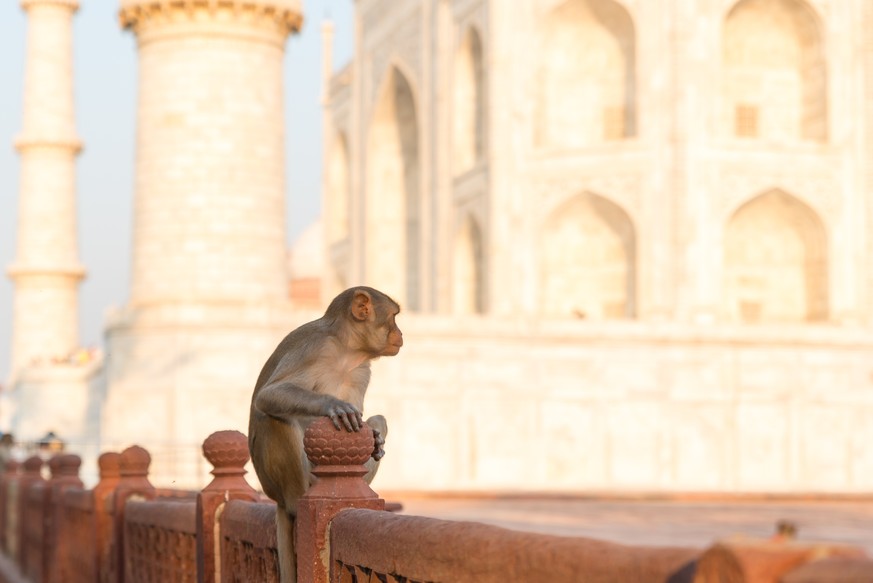 Rund um den Taj Mahal sollen 500 bis 700 Affen leben.