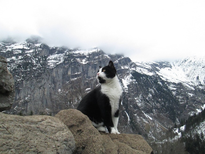 Die famose Katze aus Gimmelwald Bild: Reddit.com