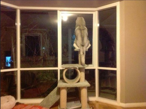 http://giveitlove.com/wp-content/uploads/Dog-on-Cat-Tree.png