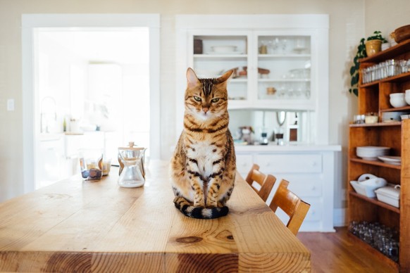 Katze sitzt auf Tisch
https://unsplash.com/photos/w2DsS-ZAP4U