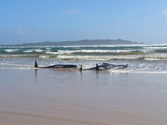 A supplied image obtained on Monday, September 21, 2020, of A pod of whales, believed to be pilot whales, that have become stranded on a sandbar at Macquarie Harbour, near Strahan, on Tasmania&#039;s  ...