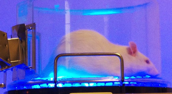 Blaues Licht statt blaue Pille: Tests an Ratten verliefen erfolgreich.&nbsp;