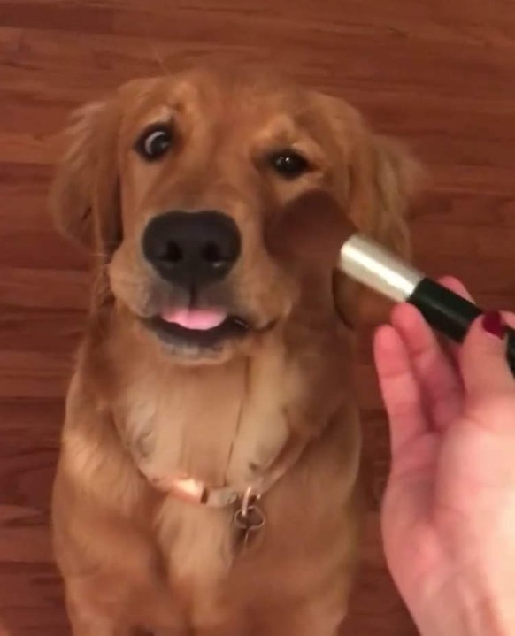 Hund wird geschminkt
Cute News
https://i.imgur.com/t1fnzHY.gifv