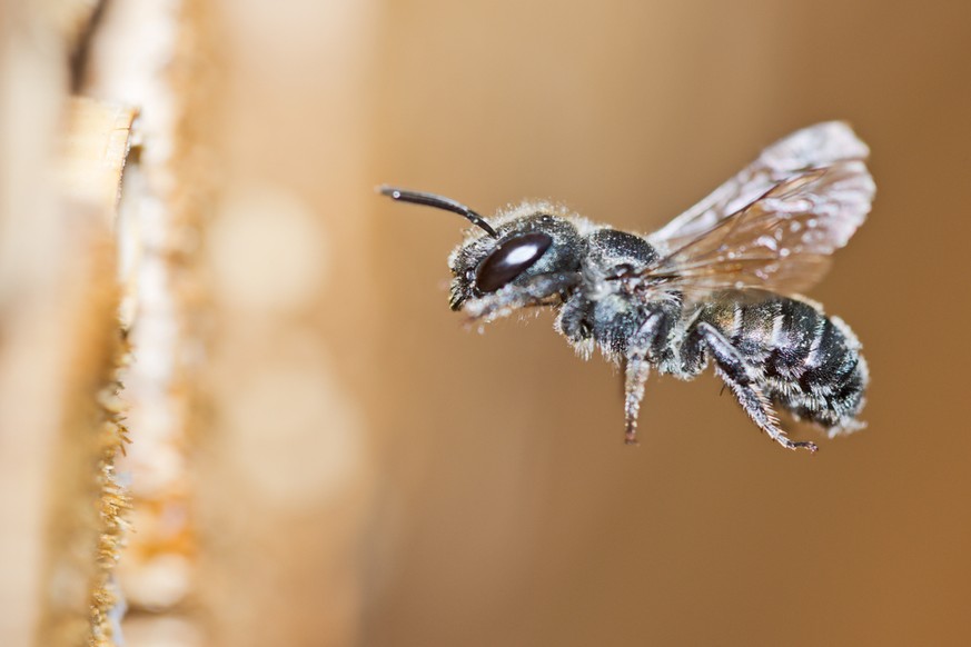 Stahlblaue Mauerbiene (Osmia caerulescens).
Female blue mason bee in flight, solitary bee species approaching its nest in a hollow reed stalk in insect hotel.