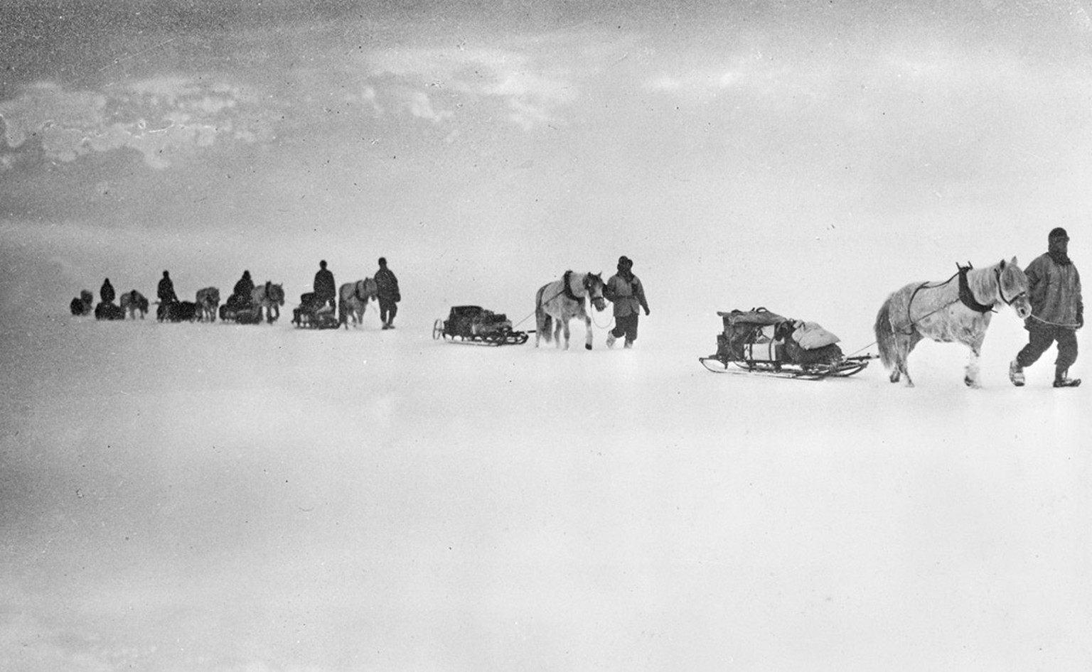 Die Ponys wurden für die Fahrt über das Schelfeis zum Beardmore-Gletscher genutzt – bei weichem Schnee sanken sie mit ihren schweren Hufen immer wieder Zentimeter weit ein.