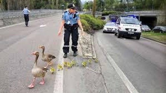 Die norwegische Polizei hilft Entenküken sicher über die Strasse.