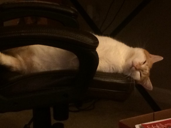 schlafende Katze auf Bürostuhl
https://imgur.com/gallery/crSLW2X