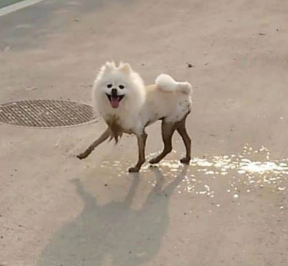 Hund ist schmutzig
Cute News
https://www.reddit.com/r/awwwtf/comments/95tz6j/doggy_long_legs/