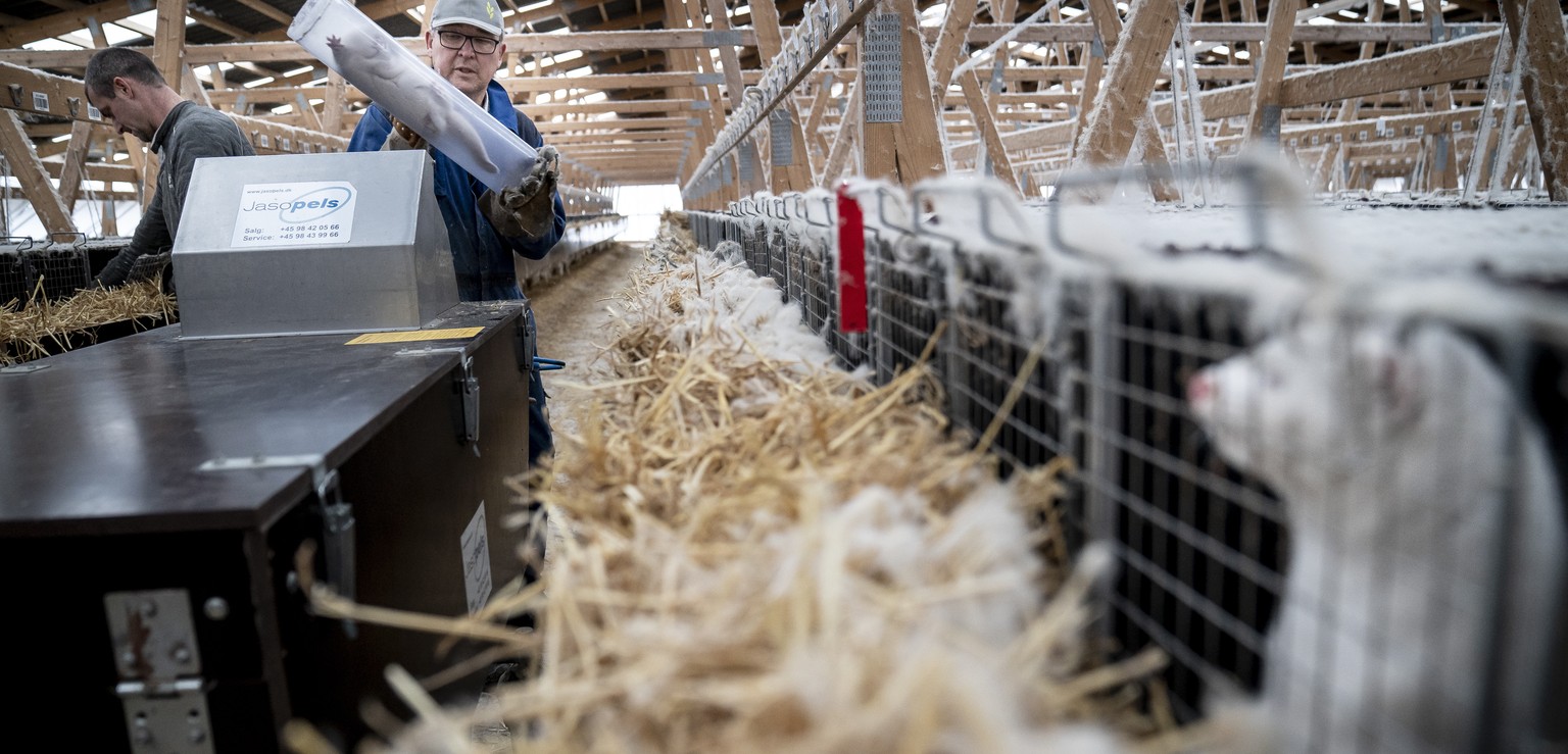 epa08803210 Live minks are collected from their boxes to be processed at the mink fur farm which consists of 3000 mother minks and their cubs on their farm near Naestved, Denmark, 06 November 2020. Th ...
