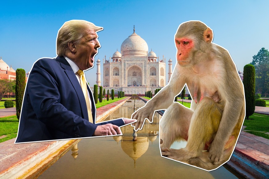 Donald Trump, der Taj Mahal und eine namenloser Affe.