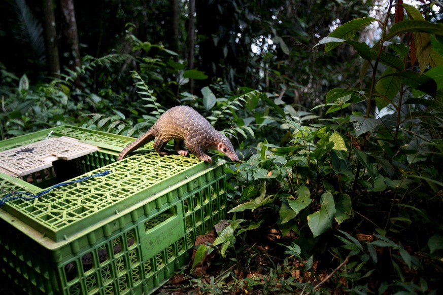 FILE - In this Monday, April 27, 2015 file photo, a pangolin climbs out of a cage upon its release into the wild in Sibolangit, North Sumatra, Indonesia. Although a global wildlife summit banned all t ...
