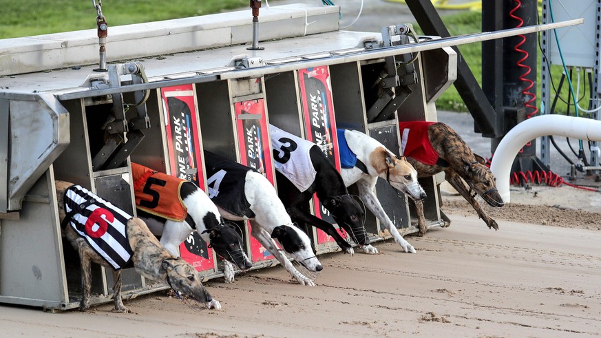 Greyhound Racing From Shelbourne Park, Dublin 11/7/2020 The Upcoming Events A1 550 A view of the race A view of the race 11/7/2020 PUBLICATIONxNOTxINxUKxIRLxFRAxNZL Copyright: x INPHO/LaszloxGeczox LG ...
