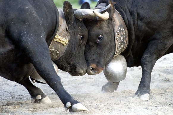 The cow &quot;Schakira&quot;, the Queen of the Queens, left, fight against &quot;Ronja&quot; right during the traditional annual national Finals &quot;Combats de Reines&quot; (&quot;Battle of the Quee ...