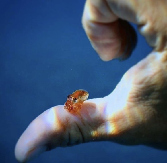 Baby-Oktopus
Cute News
https://imgur.com/gallery/1aJi6