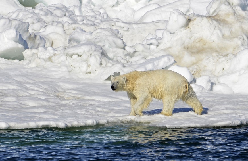 FILE -- In this June 15, 2014 file photo, a polar bear dries off after taking a swim in the Chukchi Sea in Alaska. The U.S. Fish and Wildlife Service released its plan Monday, Jan. 9, 2017, for the re ...