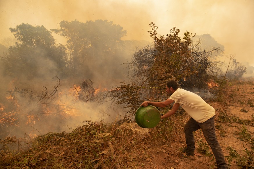 A volunteer tries to douse a fire on the Transpantaneira road in the Pantanal wetlands near Pocone, Mato Grosso state, Brazil, Friday, Sept. 11, 2020. The number of fires in Brazil