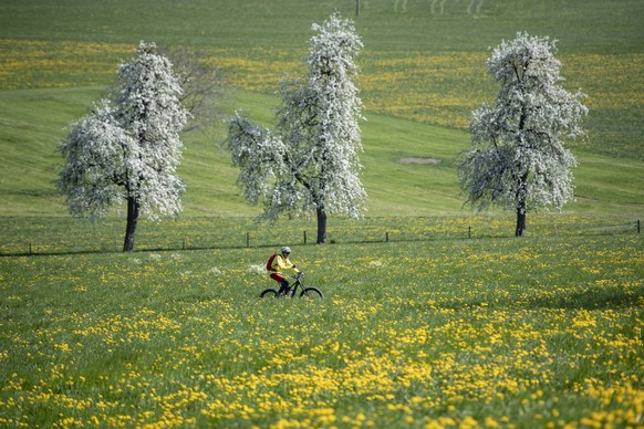 Ein Velofahrer geniesst die herrliche Frühlingslandschaft in Ennetmoos im Kanton Nidwalden.