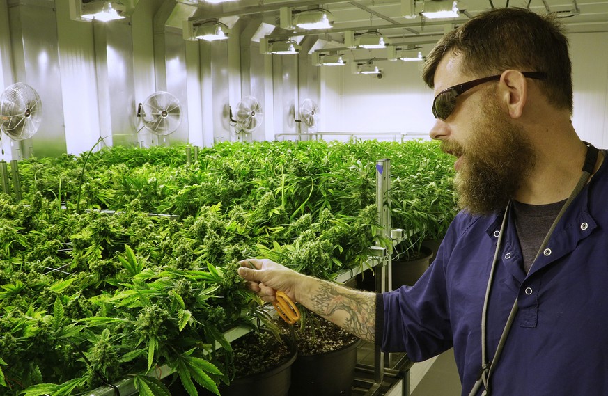 ADVANCE FOR USE SATURDAY OCT. 3, 2015 AND THEREAFTER - In this Tuesday, Sept. 15, 2015 photo, lead grower Dave Wilson cares for marijuana plants in the &quot;Flower Room&quot; at the Ataraxia medical  ...