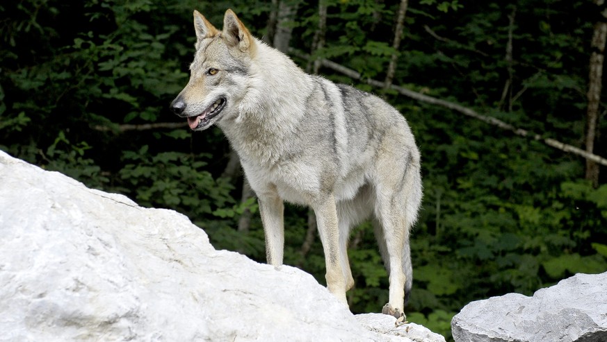 Der Wolf (Symbolbild). Vor einigen Wochen war er im Appenzeller Mittelland.