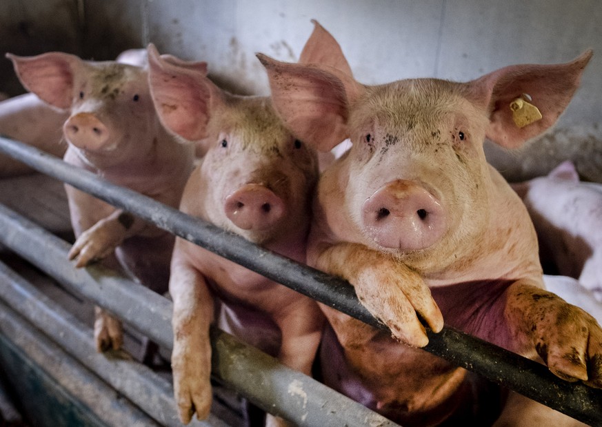 Pigs are seen in a shed of a pig farm with 800 pigs in Harheim near Frankfurt, Germany, Friday, June 19, 2020. The pigs are sold to local butchers and slaughtered there. (AP Photo/Michael Probst)