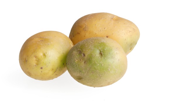 Gruene Kartoffeln, Solanin