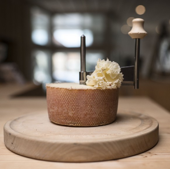 The ready to eat Tete de Moine cheese is on a &quot;Girolle&quot; cheese cutter, pictured on August 14, 2013, in the cheese dairy Josef Spielhofer, Fromages Spielhofer SA, in St-Imier, Bernese Jura, S ...